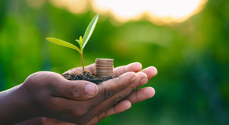 Trees are planted on coins in human hands with green natural backgrounds. Plant growth ideas and environmentally friendly investments.